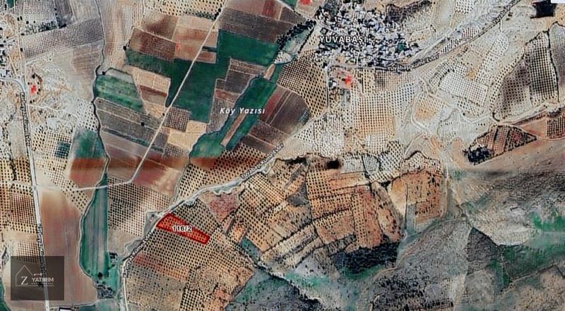 Z YATIRIM'DAN SATILIK 100 YILLIK ZEYTİN AĞAÇLARI ASFALT ÜZERİ